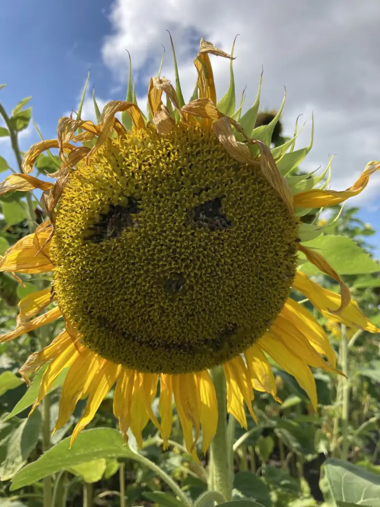 Sunflower Sunflower