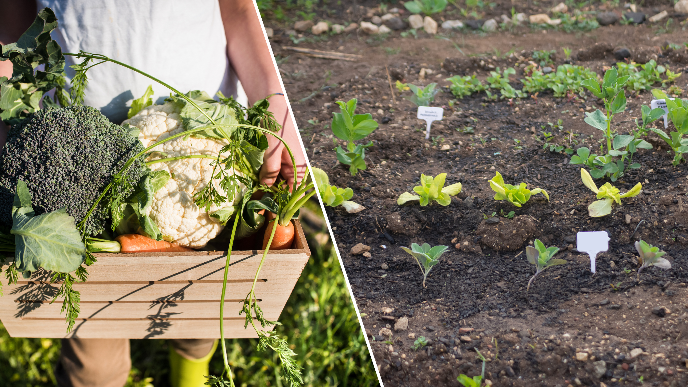 Edible Landscape: Grow Your Own Paradise