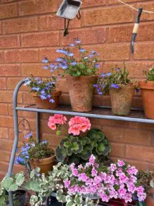 @bethsgardendiary Potted Plants @bethsgardendiary Potted Plants