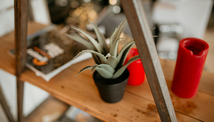 Aloe Vera Aloe Vera