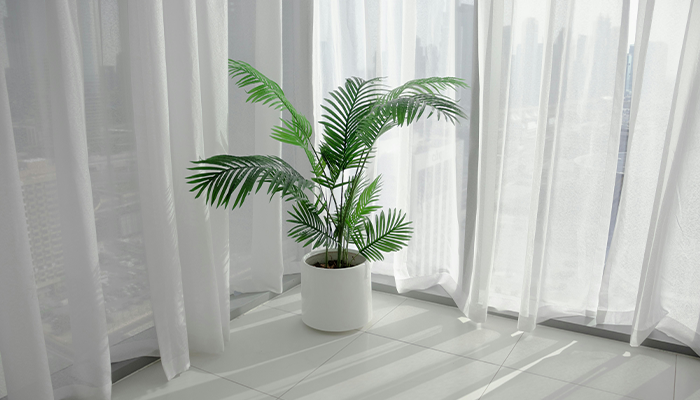 Areca Palm Areca Palm