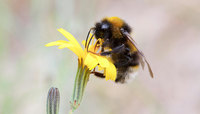 Bee-Friendly Garden Bee-Friendly Garden