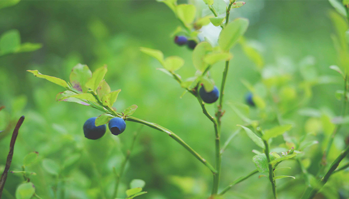 Blueberries Blueberries