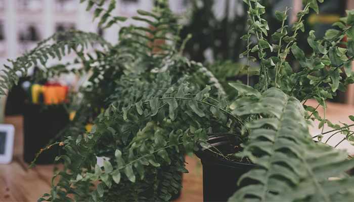 Boston Fern Boston Fern