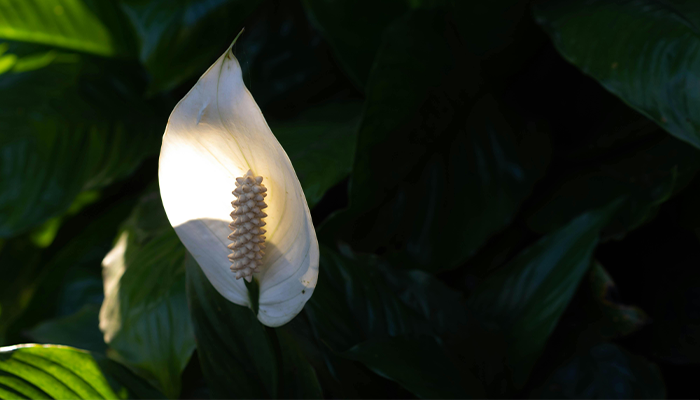 Peace Lily Peace Lily