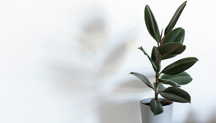 Rubber Plant Rubber Plant