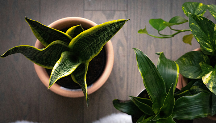 Snake Plant Snake Plant