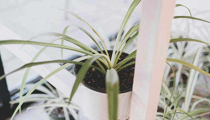Spider Plant Spider Plant