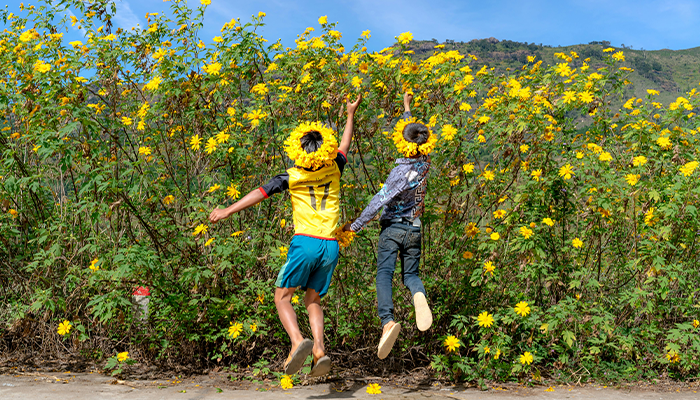 Sunflower Race Sunflower Race