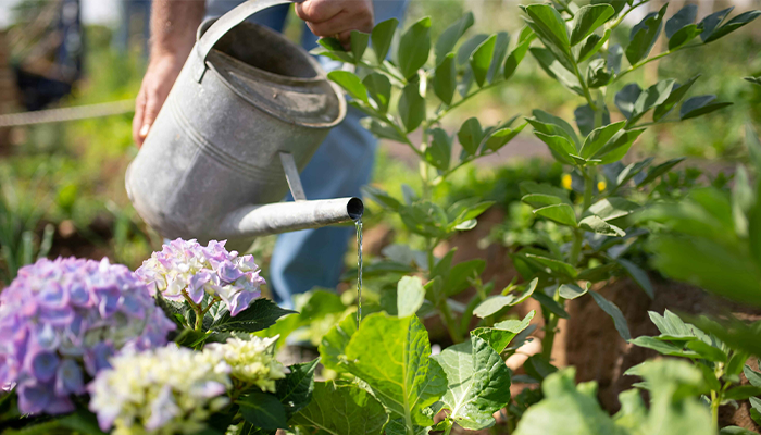 Watering Soil, Not Leaves Watering Soil, Not Leaves