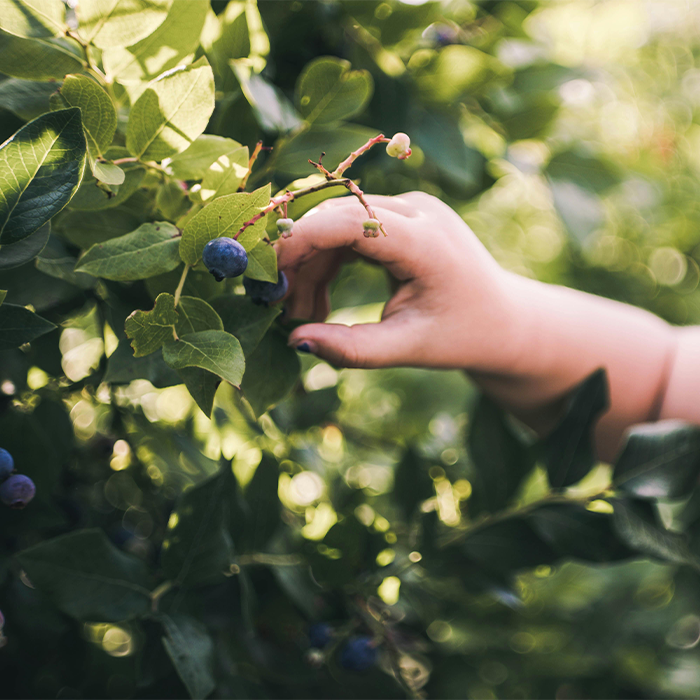 What to Grow What to Grow