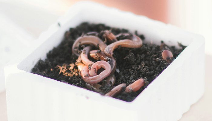 Wormery Wormery