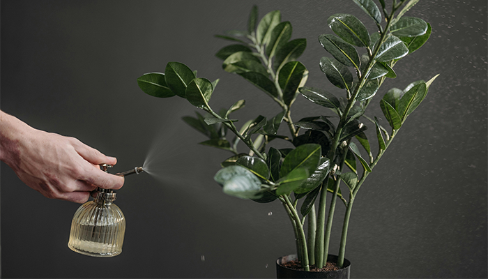 ZZ Plant ZZ Plant