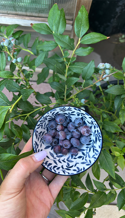 Blueberries Blueberries