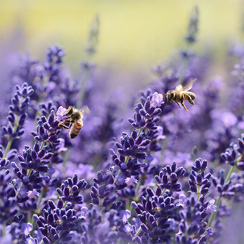 Calming Plants - Lavender