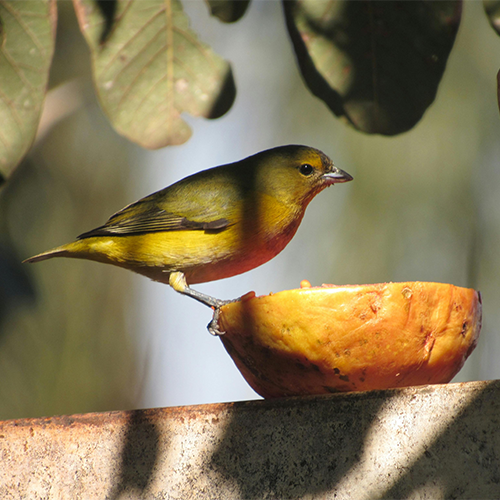 Embrace Wildlife - Birds