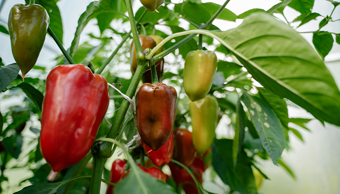 Fresh Produce