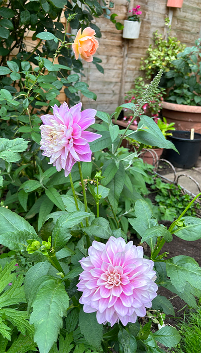 General Garden Maintenance - Flowers General Garden Maintenance - Flowers