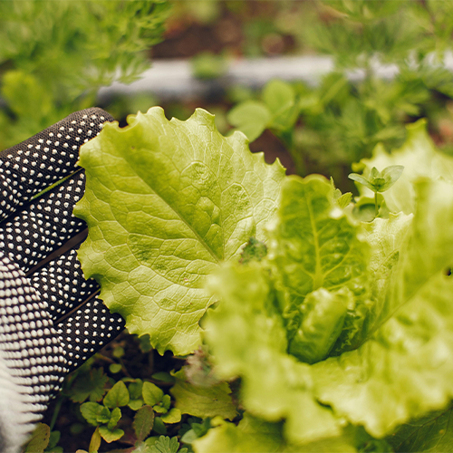 Grow Lettuce