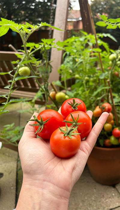 Tomatoes Tomatoes