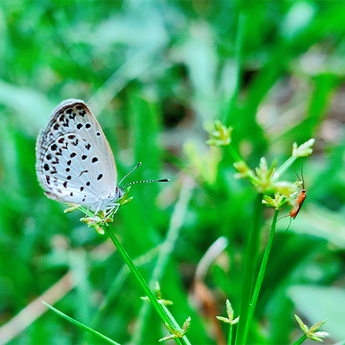Wildlife Corner
