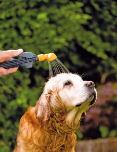 NEW Dog with new showerhead