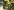 1755BlktWeed Brush 1024x762
