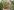 2810-tomato-2 2810 tomato 2