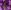 JMV-CrocusBee JMV CrocusBee e1616601440405