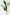 snake-plant-5939187_1920 snake plant 5939187 1920