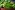basil-932079_1920 basil 932079 1920