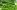 chive-3308468_1920 chive 3308468 1920
