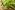 sage-1544884_1920 sage 1544884 1920