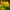 daffodils-4918917_1920 daffodils-4918917_1920