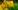 daffodils-4918917_1920 daffodils-4918917_1920
