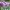 giant-allium-6258042_1920 giant-allium-6258042_1920