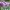 giant-allium-6258042_1920