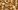 tulip-bulbs-4460401_1920 tulip-bulbs-4460401_1920