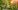 Sunny Flowering Garden Sunny Flowering Garden