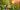 Sunny Flowering Garden Sunny Flowering Garden