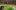 growing_greenfields