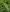 Boston Fern Boston Fern