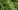 Boston Fern Boston Fern