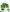 Philodendron Philodendron