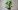 ZZ Plant ZZ Plant