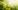 Beautiful,Flowers,Of,Yellow,Dandelions,In,Nature,In,Warm,Summer Sunlight-in-Garden