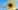 Sunflower Sunflower