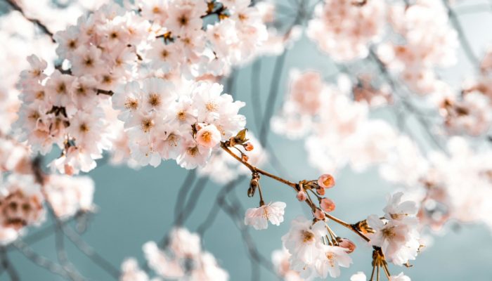 Blossom