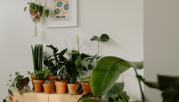 Indoor Gardening Indoor Gardening