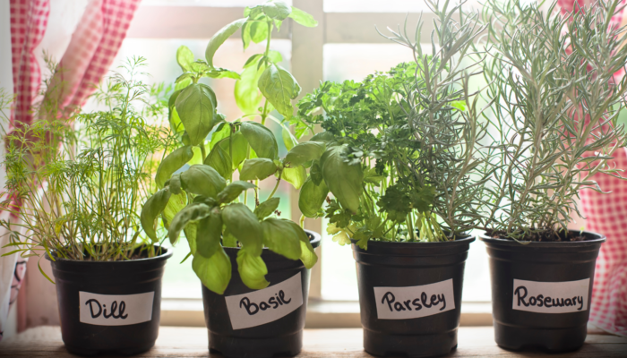 Windowsill Gardening Windowsill Gardening